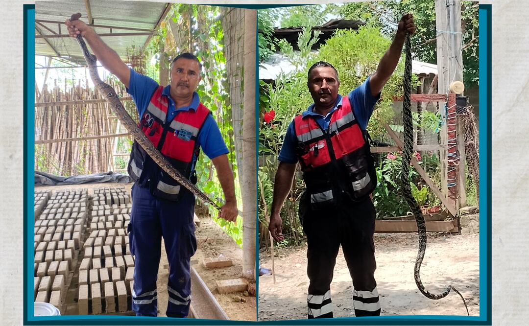 Ambos reptiles fueron trasladados al serpentario del Instituto Tecnológico de Huejutla ITH para su mejor cuidado. I Foto: Especial