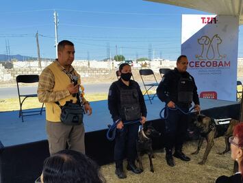 Cerca del 40% de mascotas en Tizayuca se encuentran en situación de calle