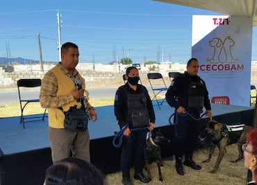 Cerca del 40% de mascotas en Tizayuca se encuentran en situación de calle