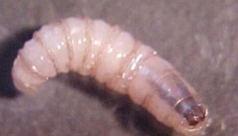 Detectan primer caso de gusano barrenador en Edomex; autoridades emiten alerta sanitaria 