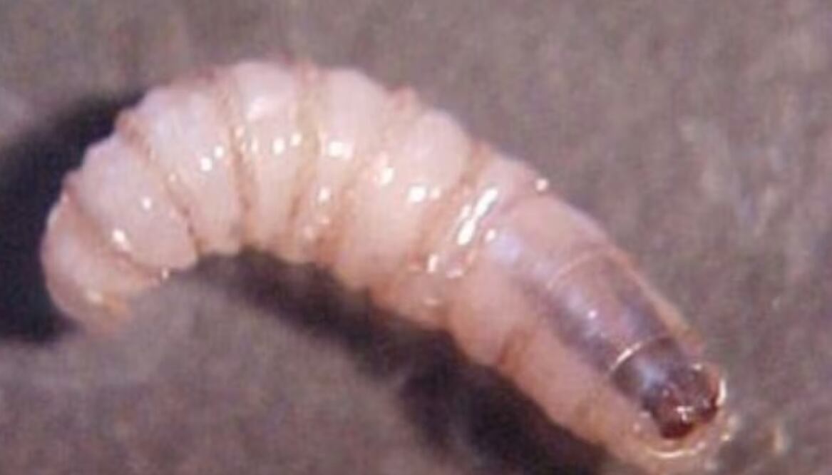 El gusano barrenador representa una grave amenaza para la salud del ganado y, en algunos casos, de otras especies de mamíferos, incluyendo al ser humano. Foto: Especial