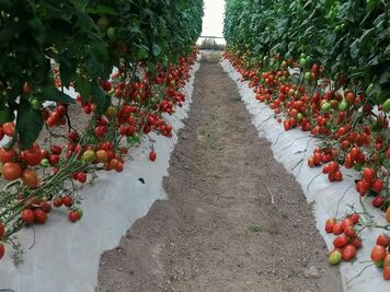 Asisten 400 productores agrícolas a Día de Campo en Acatlán