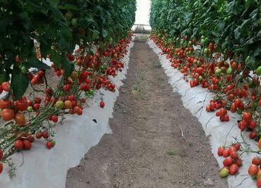 Asisten 400 productores agrícolas a Día de Campo en Acatlán