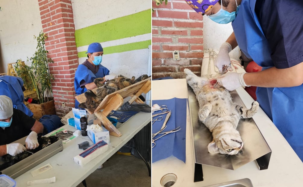 Hidalgo redobla esfuerzos para proteger a perros y gatos | Foto: SSH