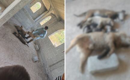 Ixmiquilpan aprueba reforma para reconocer a los animales como seres sintientes