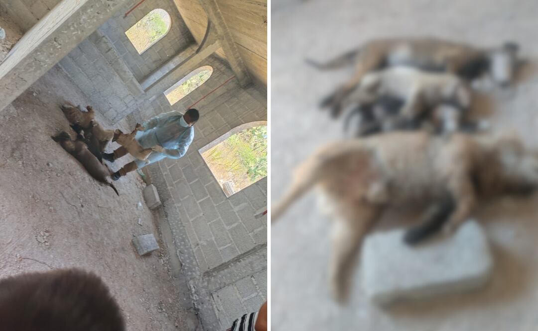 En lo que va del año, en Ixmiquilpan se han registrado tres casos de maltrato animal: uno en el que un perro fue mutilado de las orejas; otro en el que un perro en situación de maltrato fue rescatado; y el más reciente, donde seis perros fueron envenenados.
