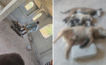 Ixmiquilpan aprueba reforma para reconocer a los animales como seres sintientes