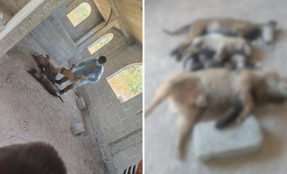 En lo que va del año, en Ixmiquilpan se han registrado tres casos de maltrato animal: uno en el que un perro fue mutilado de las orejas; otro en el que un perro en situación de maltrato fue rescatado; y el más reciente, donde seis perros fueron envenenados.