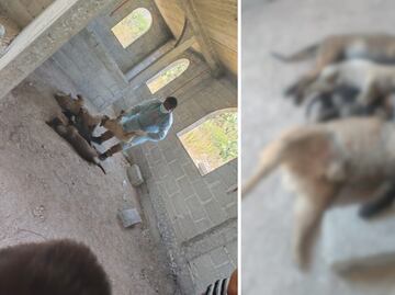 Ixmiquilpan aprueba reforma para reconocer a los animales como seres sintientes