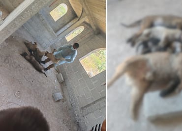 Ixmiquilpan aprueba reforma para reconocer a los animales como seres sintientes