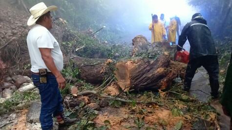 Retiran árboles caídos que bloqueaban carreteras en Tlanchinol
