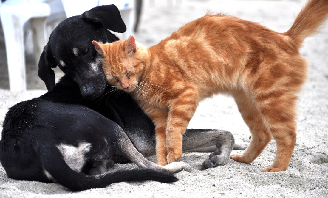 ¡Esteriliza, no abandones! Foto: Pixabay