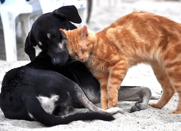 Santiago de Anaya enfrenta sobrepoblación de perros y gatos; llaman a esterilizar