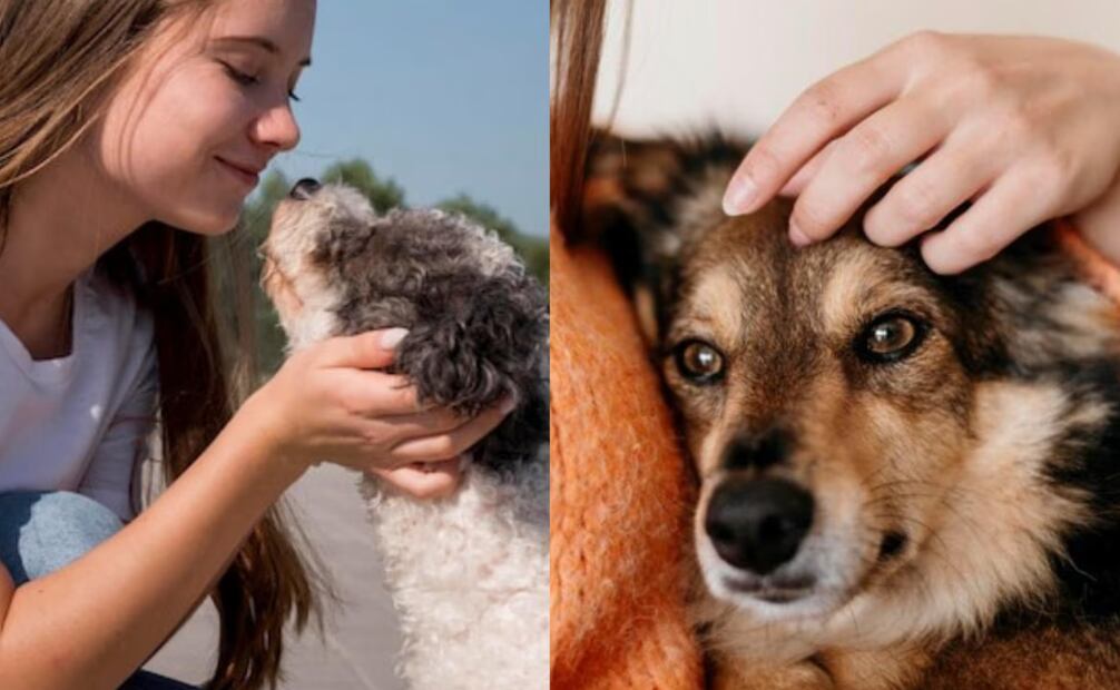 Acariciar a un perro es una oportunidad para fortalecer el vínculo. Fuente: Freepik