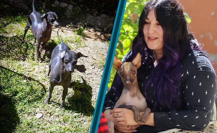 Los guardianes del inframundo: el legado vivo del xoloitzcuintle en Hidalgo