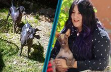 Los guardianes del inframundo: el legado vivo del xoloitzcuintle en Hidalgo