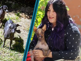 Los guardianes del inframundo: el legado vivo del xoloitzcuintle en Hidalgo