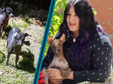 Los guardianes del inframundo: el legado vivo del xoloitzcuintle en Hidalgo