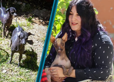 Los guardianes del inframundo: el legado vivo del xoloitzcuintle en Hidalgo