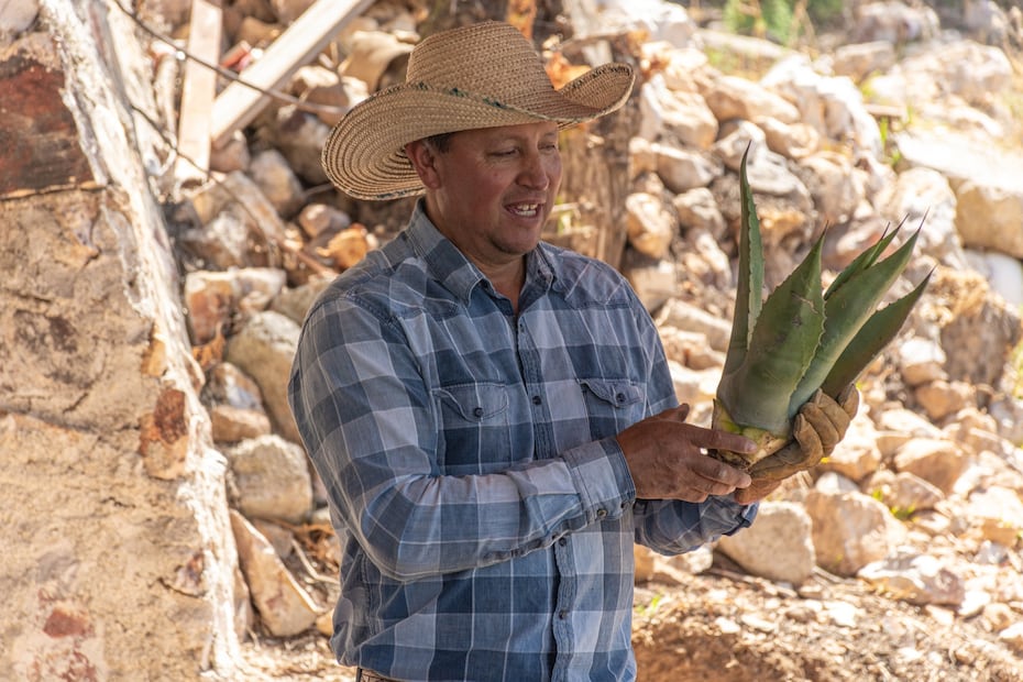 Hidalgo, cuna del pulque: tradición viva entre magueyes y sabores ancestrales | Facebook: Rancho la Gaspareña