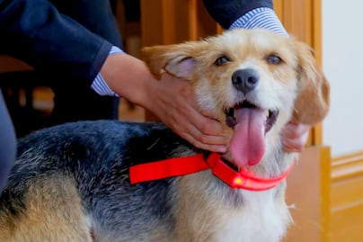 Perrita rescatada en Pachuca busca hogar tras llegar sola a Casa Rule