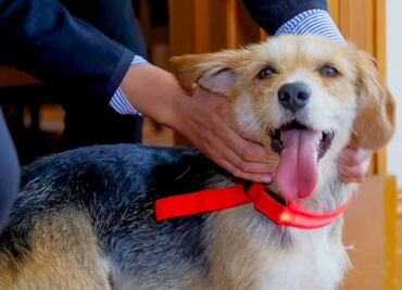 Perrita rescatada en Pachuca busca hogar tras llegar sola a Casa Rule