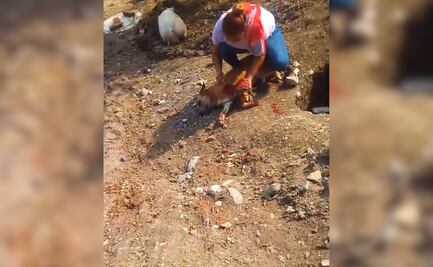 Indignación en San Felipe Orizatlán por asesinato de un perro con machete