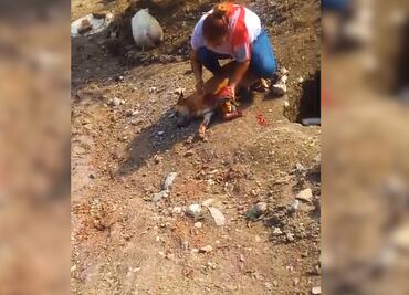 Indignación en San Felipe Orizatlán por asesinato de un perro con machete
