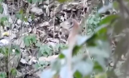#Video Avistan a Puma en parque nacional Los Mármoles