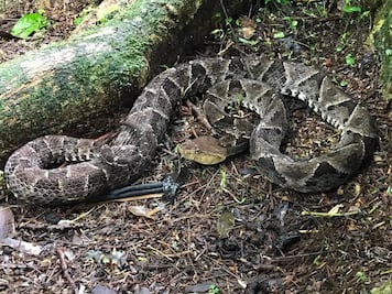 Nauyaca, la serpiente involucrada en el 50 % de los accidentes ofídicos en México