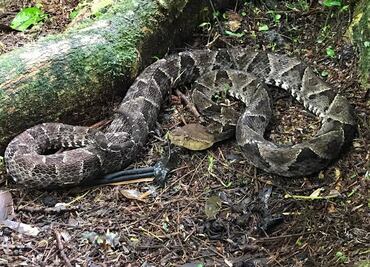 Nauyaca, la serpiente involucrada en el 50 % de los accidentes ofídicos en México