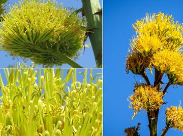 El legado culinario de los gualumbos, una joya poco conocida del maguey en peligro de extinción