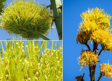 El legado culinario de los gualumbos, una joya poco conocida del maguey en peligro de extinción
