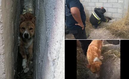 En Ajacuba, rescatan a perro atrapado entre dos paredes