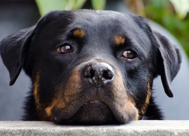 Tania Meza propone hasta 6 años de prisión por maltrato y muerte de animales en Hidalgo