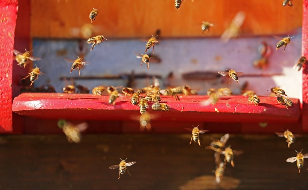 Tulancingo alista actividades por el Día Mundial de la Abeja; buscan crear conciencia sobre su preservación | Foto: Pexels