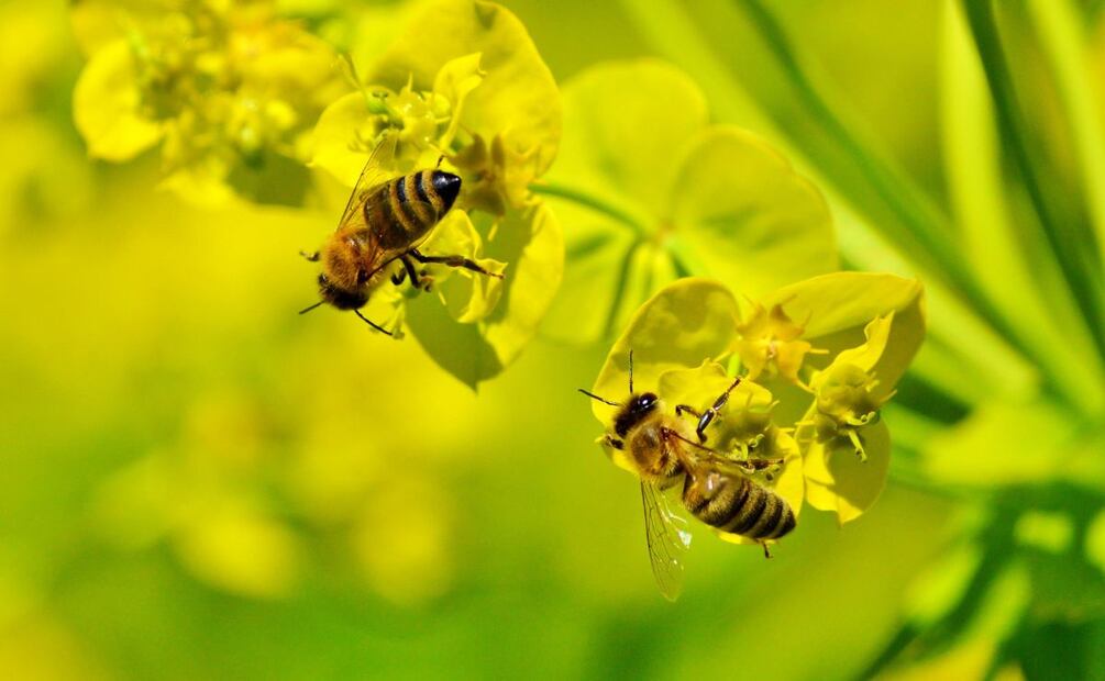 Capacitan a bomberos de Tulancingo para rescatar y reubicar enjambres de abejas | Foto: Pixabay