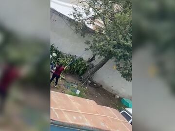 Investigan caso de maltrato animal en Tulancingo; el can fue colgado como castigo