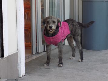 Conoce a Magna, la perrita vigilante de una gasolinera en Pachuca