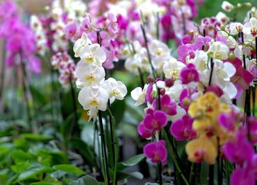 Inauguran Festival de Flores de Orquídeas sobre Paseo de la Reforma