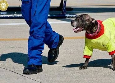 Perra policía de CDMX se recupera de lesión tras ser atropellada