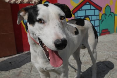 Clarita, la perrita que sobrevivió a una brutal agresión y se recupera en el CAIVM de Pachuca