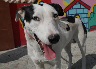 Clarita, la perrita que sobrevivió a una brutal agresión y se recupera en el CAIVM de Pachuca