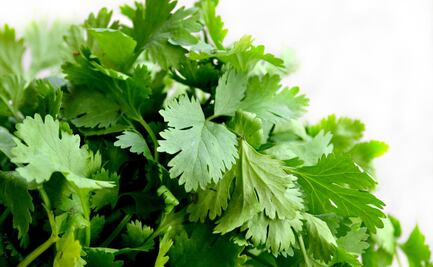 ¿Cuáles son los beneficios de tomar jugo de cilantro con perejil?