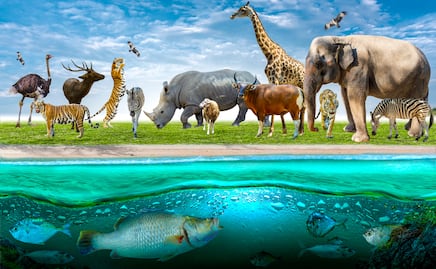 Arte, tecnología y niñez se fusionan en “Inspiración animal”, exposición interactiva en Tulancingo