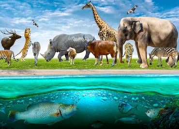 Arte, tecnología y niñez se fusionan en “Inspiración animal”, exposición interactiva en Tulancingo