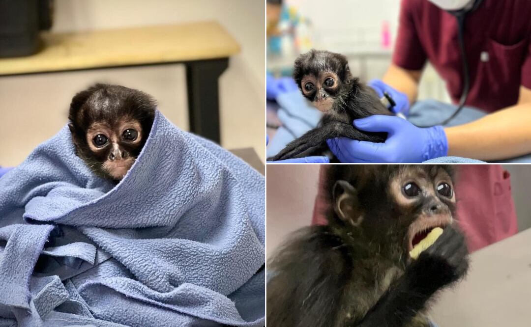 Un bebé de mono araña que aparentemente estaba en una vivienda en Pachuca, fue entregada de manera voluntaria a la Unidad de Rehabilitación de Fauna Silvestre I Foto: Especial