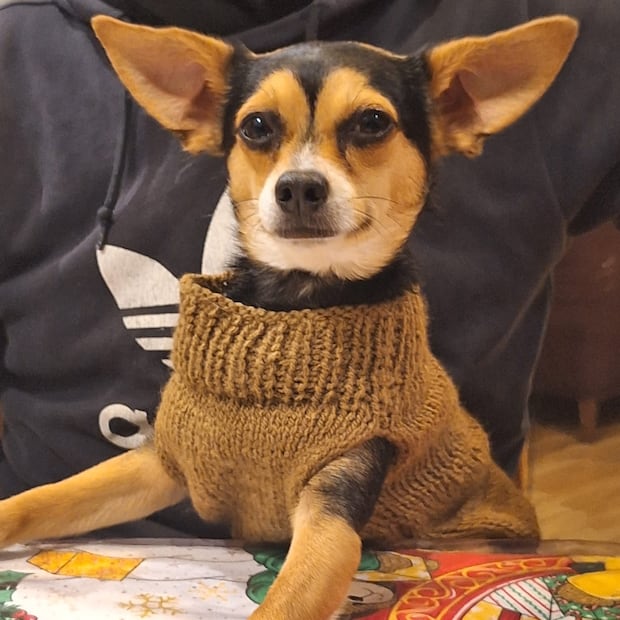 Orejas I Foto: Cinthya Carbajal