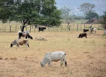 Confirman caso de rabia bovina en San Felipe Orizatlán