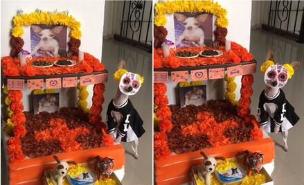 Disfrazan a mascota de catrina y se vuelve viral el TikTok